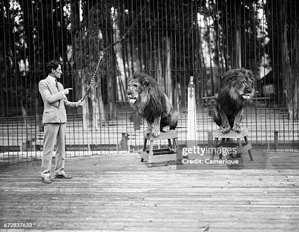 1920s 1930s MAN LION TAMER IN CAGE WITH TWO LIONS TRAINING THEM WITH WHIP BATON