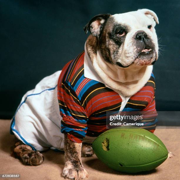Bulldog Ritchie Rugby Rugby 1985 Photos and Premium High Res Pictures - Getty Images
