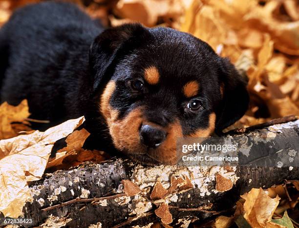 Hello Fall Scene Rottweiler 329 Cute Rottweiler Puppies Stock Photos, High-Res Pictures, and Images ...