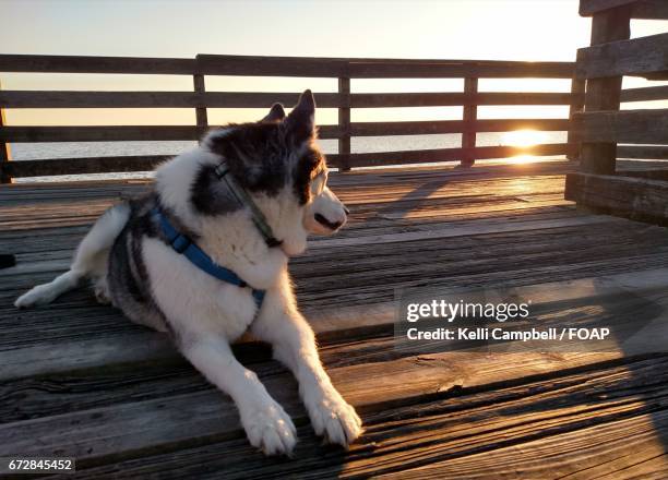 husky enjoying the sunset - kelli campbell 個照片及圖片檔