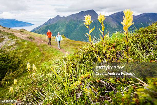 hiking bird ridge in the chugach range - anchorage alaska stock pictures, royalty-free photos & images