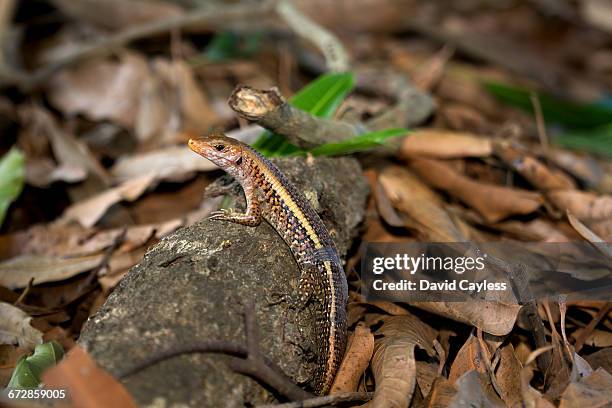 madagascar plated or girdled lizard - plated lizard stock pictures, royalty-free photos & images