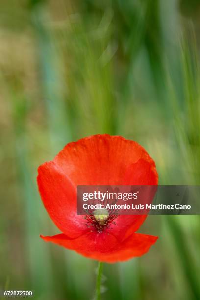 red poppy flower among wheat crop - escena rural 個照片及圖片檔