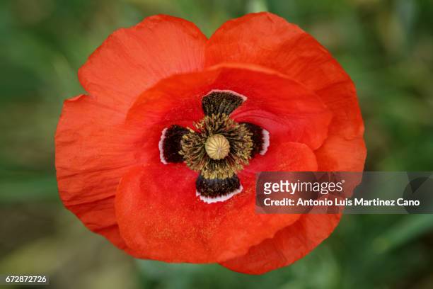 red poppy flower among wheat crop - cabeza de flor foto e immagini stock