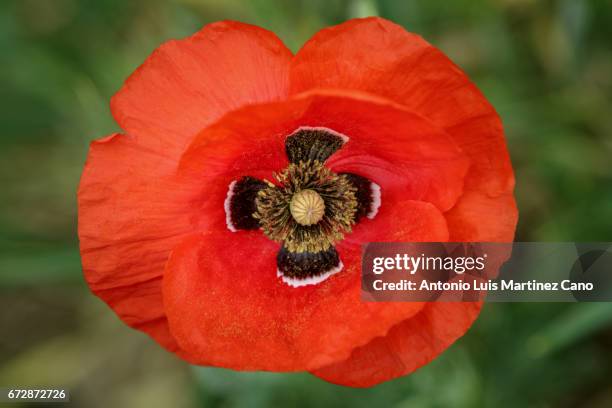 red poppy flower among wheat crop - escena rural 個照片及圖片檔