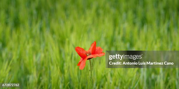 red poppy flower among wheat crop - tranquilidad imagens e fotografias de stock