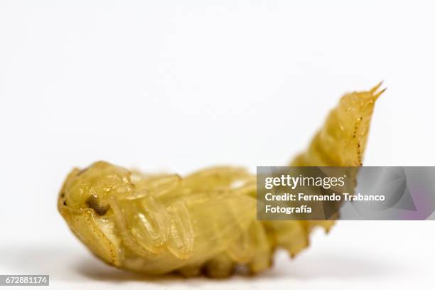 close-up of the tenebrio molitor beetle worm pupa - tenebrionid beetle stock pictures, royalty-free photos & images