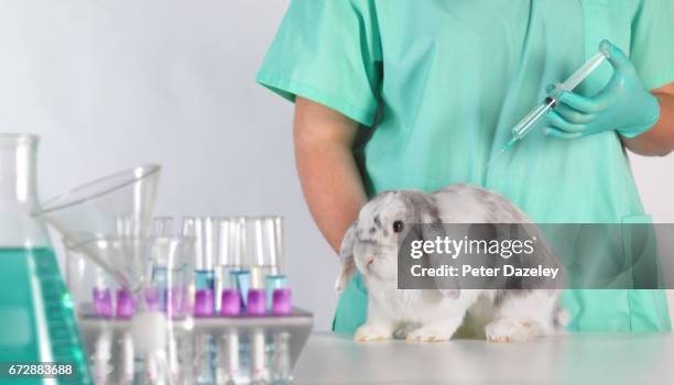 animal experiment injecting rabbit - animal testing fotografías e imágenes de stock