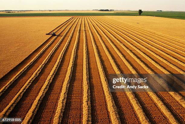 tractor swathing ripe wheat (triticum sp.), aerial view - plantación fotografías e imágenes de stock