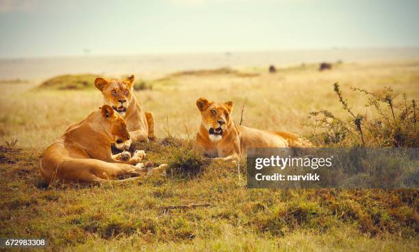 three lionesses resting in masai mara reserve - lioness stock pictures, royalty-free photos & images