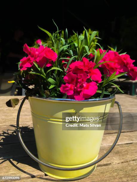 flowers - flower bucket stock pictures, royalty-free photos & images