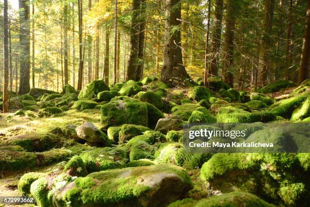 beautiful green stones in an autumn forest - moos stock-fotos und bilder