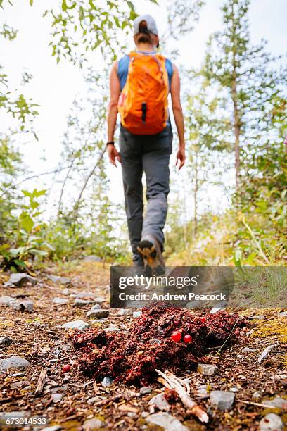 bear scat on root glacier trail - root glacier stock-fotos und bilder