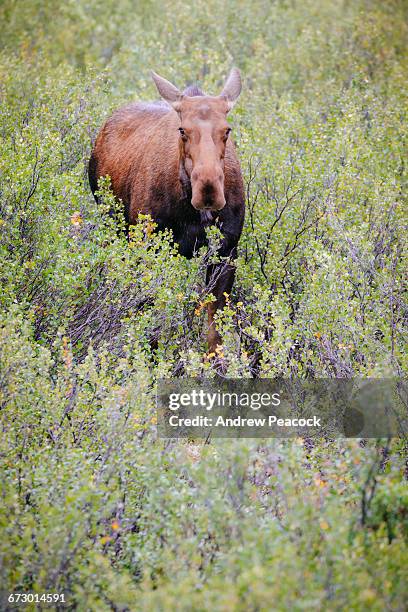 moose along denali highway - denali highway stock pictures, royalty-free photos & images