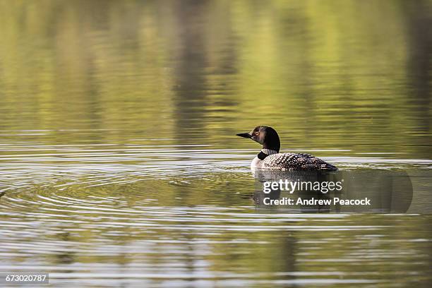 common loon on z lake - talkeetna stock pictures, royalty-free photos & images