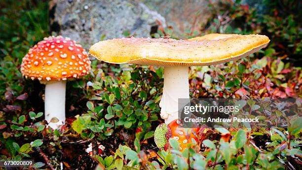 amanita muscaria toadstool - giftpilz stock-fotos und bilder