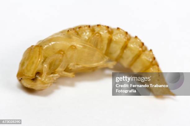 close-up of the tenebrio molitor beetle worm pupa - tenebrionid beetle stock pictures, royalty-free photos & images