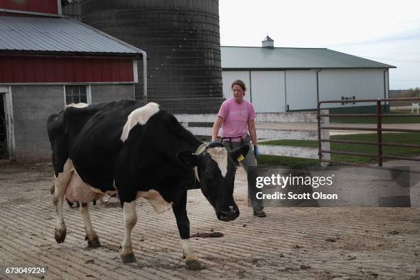 Tina Hinchley moves cows from a barn after their evening milking on the farm she works with her husband Duane on April 25, 2017 near Cambridge,...