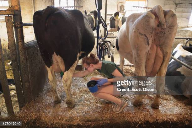 Laura Kriedeman, a high school sophmore, milks cows on Hinchley's Dairy Farm where she works part-time on April 25, 2017 near Cambridge, Wisconsin....