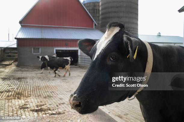 Cows walks from a barn after being milked on Hinchley's Dairy Farm on April 25, 2017 near Cambridge, Wisconsin. President Donald Trump today tweeted...