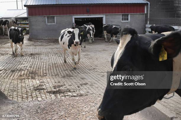 Cows walks from a barn after being milked on Hinchley's Dairy Farm on April 25, 2017 near Cambridge, Wisconsin. President Donald Trump today tweeted...