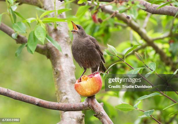 fledgling starling and apple - piper bildbanksfoton och bilder