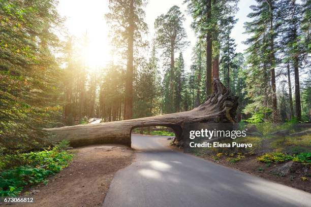 tunnel log, sequoia national park, usa - baumstamm am boden stock-fotos und bilder