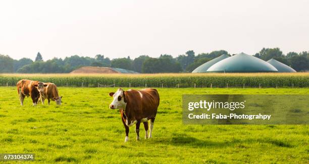 a cow in front of a biogas plant - biogas bildbanksfoton och bilder