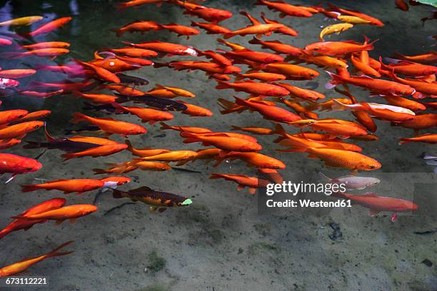 goldfishes in a pond - karausche stock-fotos und bilder