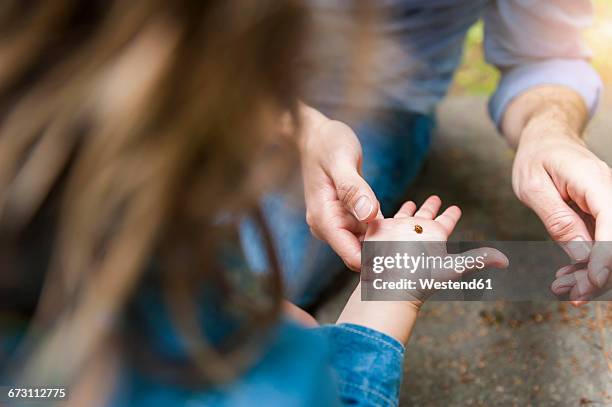 father and daughter examining ladybird on hand - child palm of hand stock pictures, royalty-free photos & images