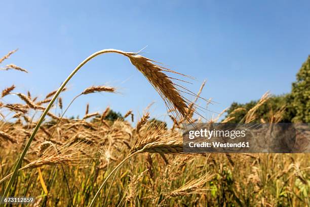 spikes of triticale on field - triticale imagens e fotografias de stock