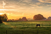 Horse grazing on foggy morning at sunrise (Kortenaken, Belgium)