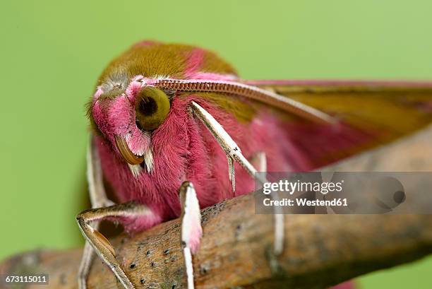 elephant hawkmoth - moth stock pictures, royalty-free photos & images