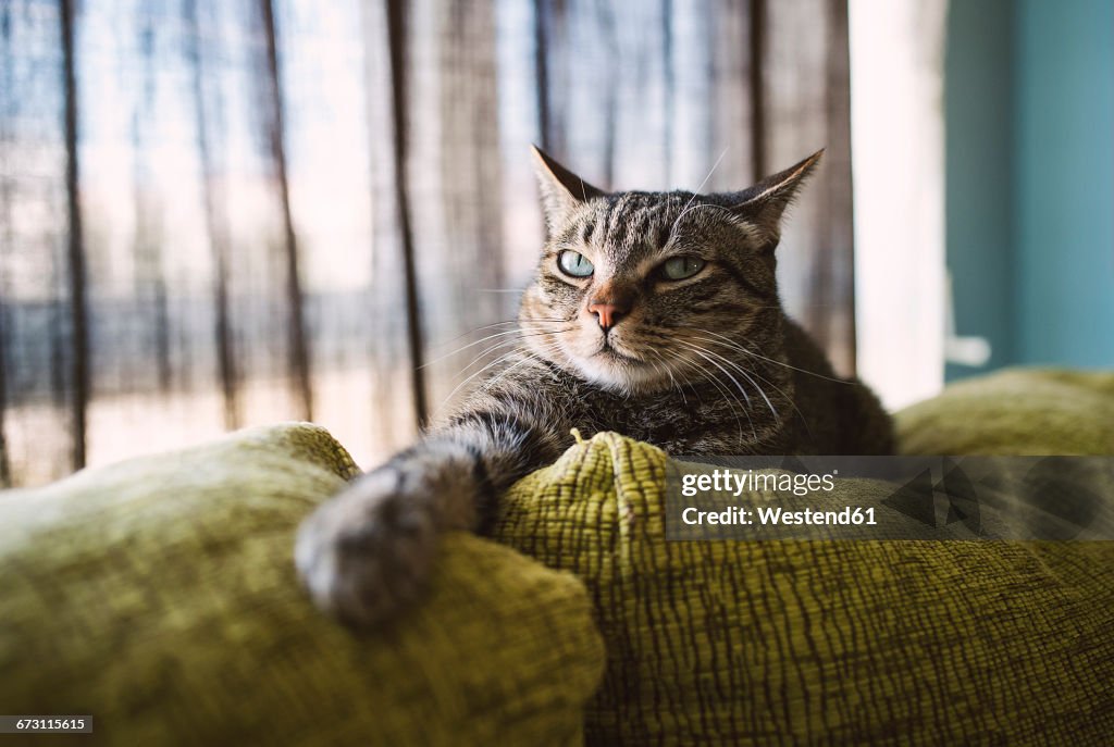Tabby cat relaxing on couch