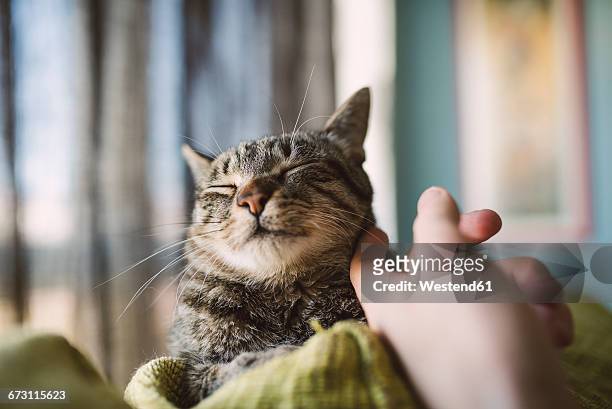 hand of man stroking tabby cat - indulgence photos et images de collection
