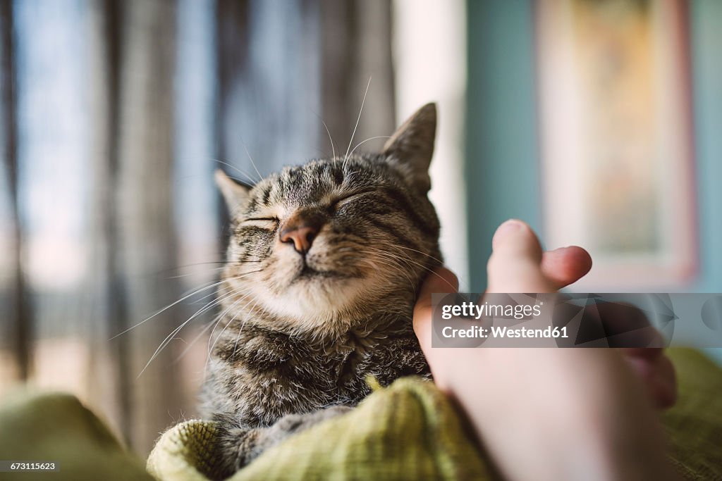 Hand of man stroking tabby cat