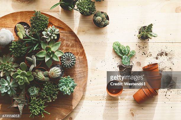 cactus and succulents on wood - succulent plant stock pictures, royalty-free photos & images
