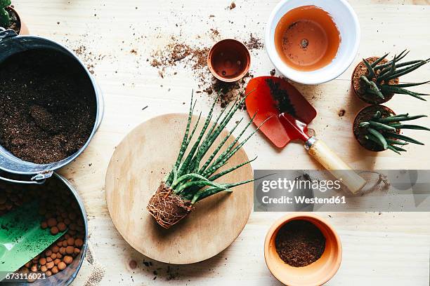 transplant, sansevieria bacularis, on wood - sansevieria ストックフォトと画像