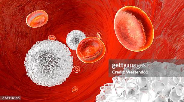 erythrocytes and leukocytes flowing in a blood vessel - leukozyten stock-grafiken, -clipart, -cartoons und -symbole