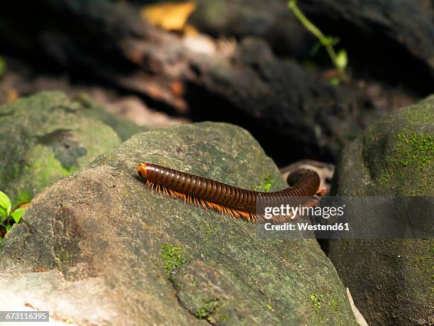 thailand, millipede on a stone - myriapoda stock pictures, royalty-free photos & images