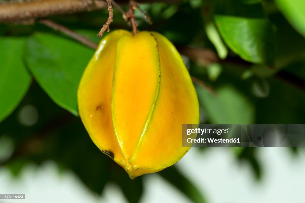 Thailand, star fruit at tree