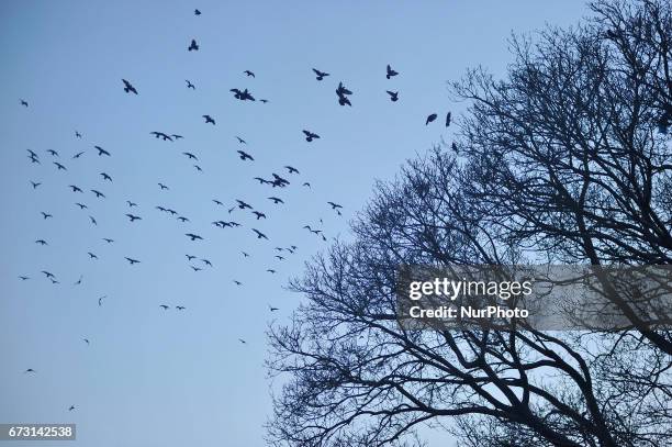 Birds Flies over the sky as seen from Matatritha temple in Kathmandu, Nepal on Wednesday, April 26, 2017.