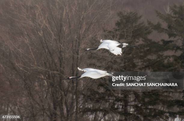 273 Kushiro Shitsugen Stock Photos, HighRes Pictures, and Images