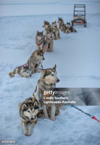 siberian huskies in a dog sled team, lassbyn, lapland, sweden. - animal sledding fotografías e imágenes de stock