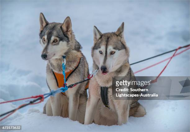 siberian huskies in a dog sled team, lassbyn, lapland, sweden. - dog sledding stock pictures, royalty-free photos & images
