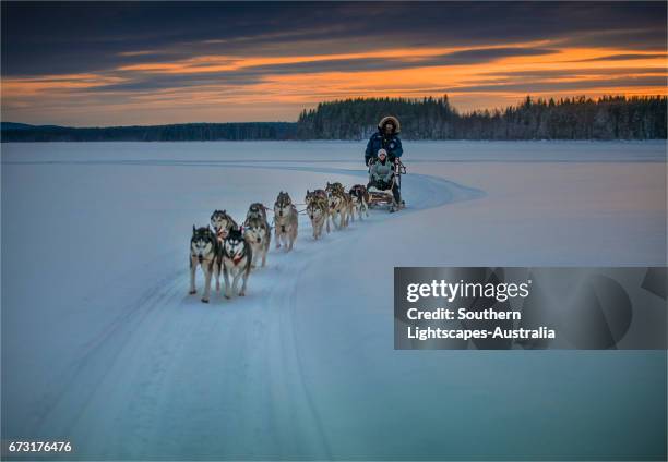 siberian huskies in a dog sled team at lassbyn, lapland, sweden. - eskimo dog stock pictures, royalty-free photos & images