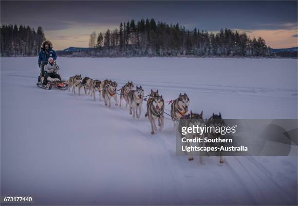 siberian huskies in a dog sled team at lassbyn, lapland, sweden. - dog sledding stock pictures, royalty-free photos & images