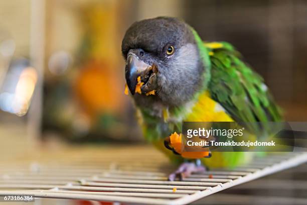 parrot - leuchtende farbe 個照片及圖片檔