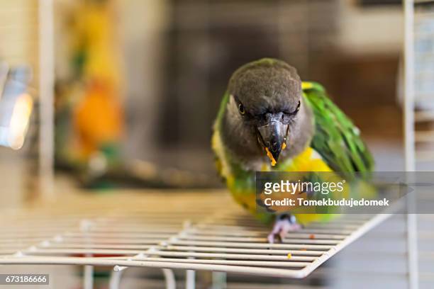 parrot - variable schärfentiefe - fotografias e filmes do acervo
