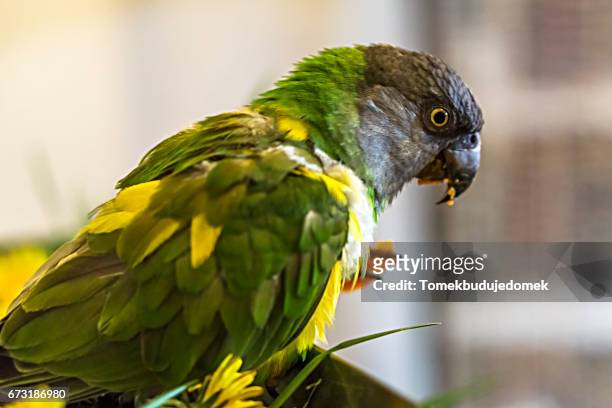 parrot - tierisches auge imagens e fotografias de stock